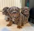 English Bulldog Puppies
